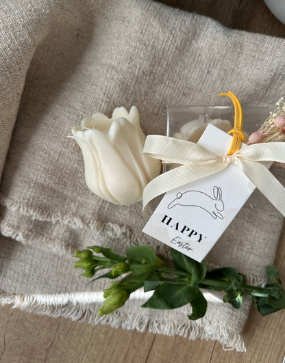 Tulipan